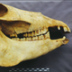 Skeletal remains of a donkey found in the tomb.